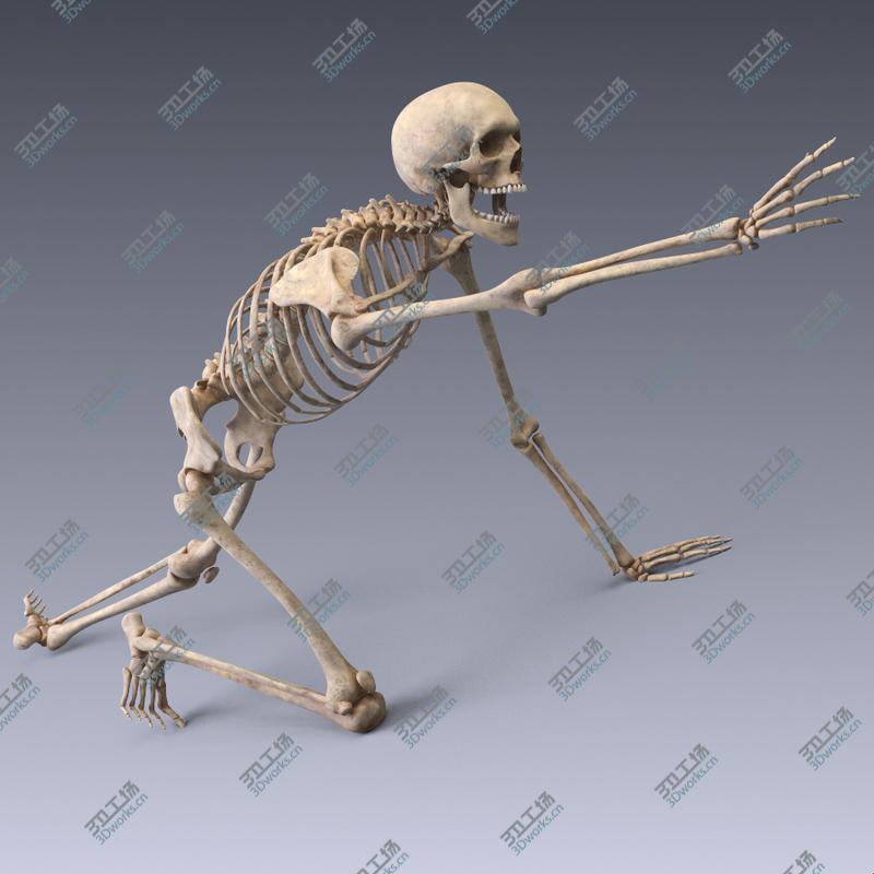 images/goods_img/2021040164/Human skeleton rigged. Animated readlistic vray scene and materials of human skeleton/3.jpg